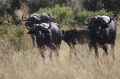 Buffalo and baby